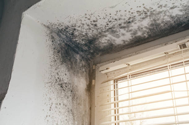 Affordable Mold Cleanup solutions in Herndon, VA