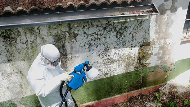 Trusted Mold Testing service in Herndon, VA - Cheap Mold Removal